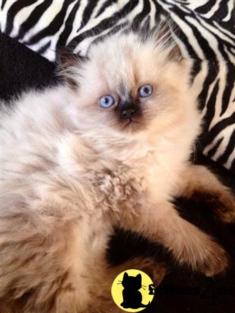 Purrfect Persians Picture 1